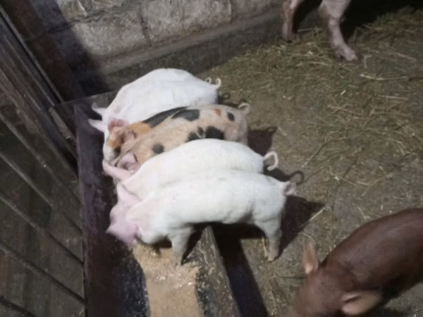 Boar, Pigs — Moldova