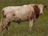 Cow, Simmental cattle — photo 2