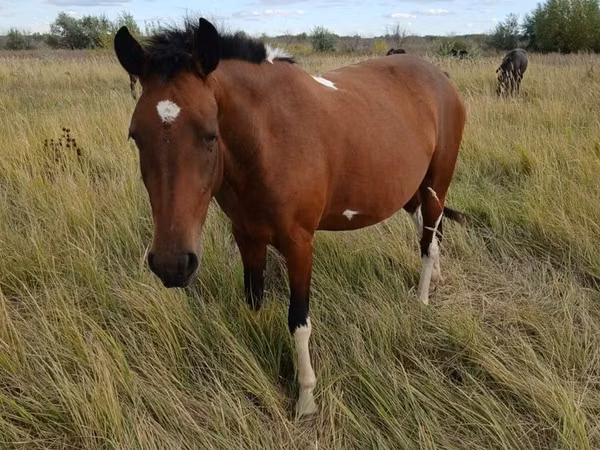 Mare, Horses — Kazakhstan