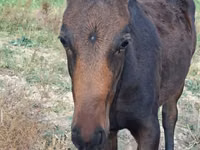 수말, Thoroughbred horse — 사진 2