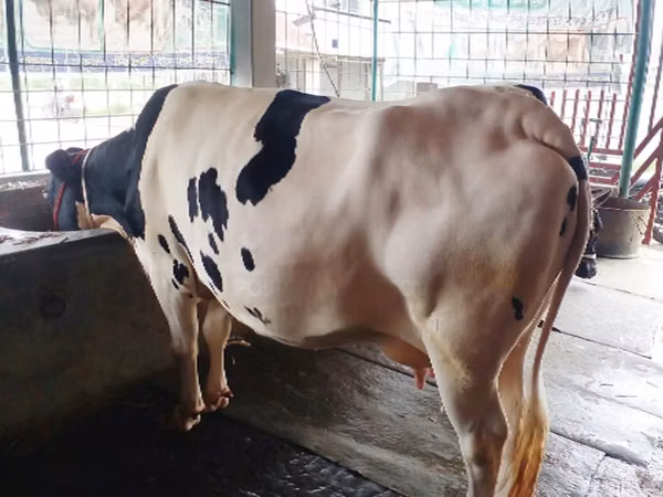 Cow, Holstein breed — Bangladesh