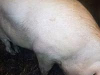 Suini (lotto, sesso non specificato), Maiali — foto 2