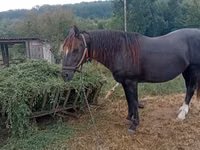 Horse (M), Horses — photo 1