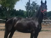 Mare, Friesian — photo 1