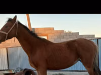 घोड़ी, Kazakh horse — फ़ोटो 1