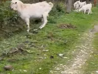 Буз, Saanen goat — акс 1