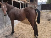 Mare, Thoroughbred horse — photo 7