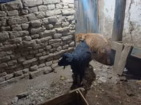 بز ماده, بز — عکس 5