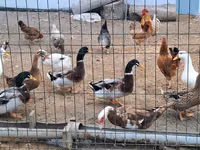 Německý pekin — foto 1