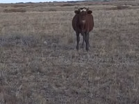 Cow, Kazakh White-headed cow — photo 2