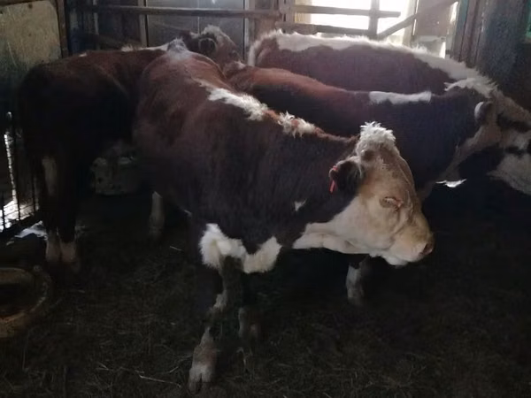Sapi (batch, jenis kelamin tidak disebutkan), Kazakh White-headed cow