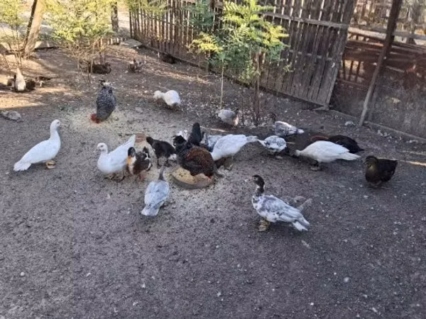 Ducks