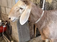 Ram, Arashan sheep — photo 4