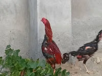 Chickens — عکس 6