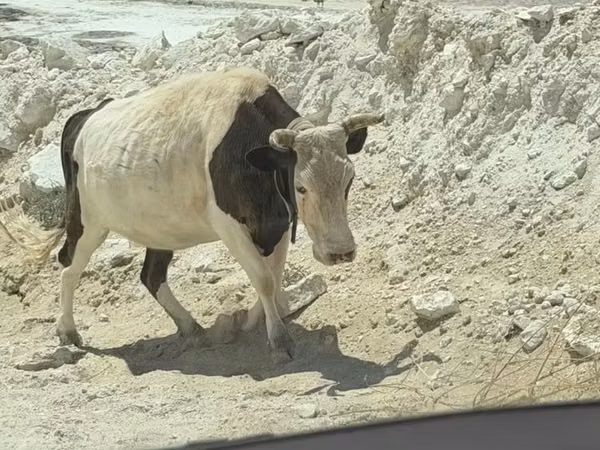 Cow, Hereford — Kazakhstan