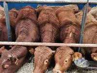 Toro, Mucca limousine — foto 2