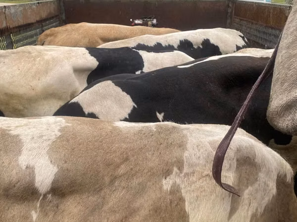 Bull, Cattle — Moldova