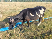 Ko, Russian Black pied cattle — foto 4