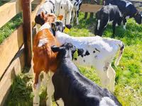 โคเนื้อ (เป็นล็อต, ไม่ระบุเพศ), Russian Black pied cattle — รูปภาพ 2