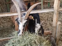 Capra, Alpine goat — foto 2