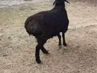 قوچ, Rhon sheep — عکس 3