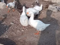 Geese — photo 3