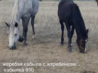 Mare, Horse breed — photo 4