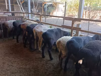 نعجة, Rhon sheep — الصورة 3
