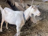 Geit, Dutch Landrace goats — foto 6