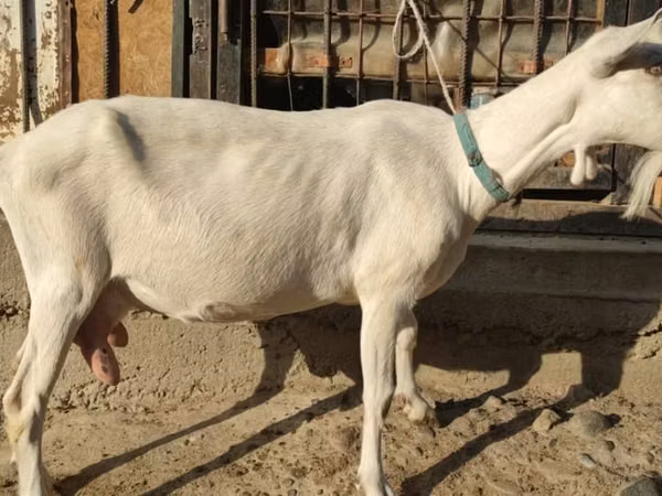 Capra, Saanen goat