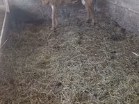 Vædder, Edilbay sheep — foto 1