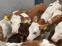 গবাদি পশু (দল, লিঙ্গ উল্লেখ নেই), Simmental cattle — ছবি 4
