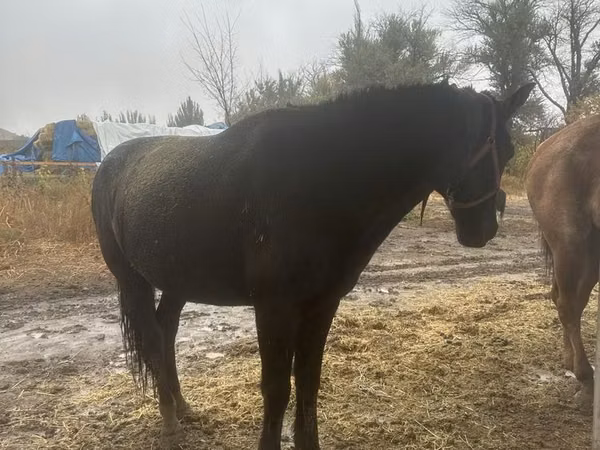Horse (M), Horses — Kazakhstan