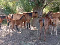Mare, Horses — photo 2