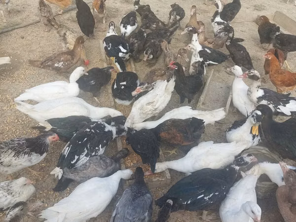 Ducks — আজারবাইজান