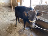 Gia súc (lô, chưa xác định giới tính), Gia súc — ảnh 3