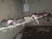 Turkeys — ছবি 2