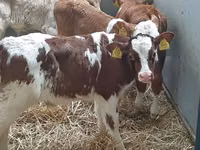 Cattle (batch, sex not specified), Hereford — photo 3
