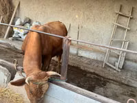 Toro, Bovini — foto 1