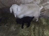 Goat, Alpine goat — photo 3