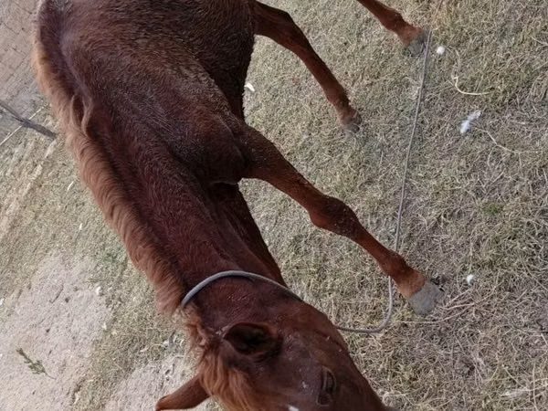 Horse (M), Horses