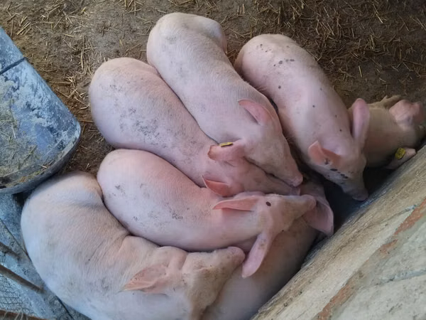 Sow, Pigs — Moldova