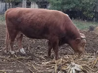 Bull, Cattle — photo 2