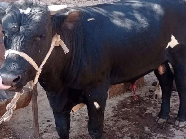 Bull, Cattle