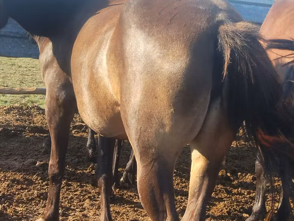 Mare, Horses — Kazakhstan