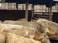 Toro, Razza Auliakol — foto 5