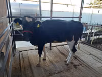Cow, Russian Black pied cattle — photo 4