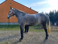 Kuda betina, Horses — foto 1