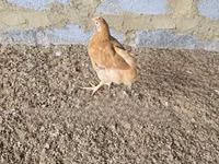 Chickens — foto 1