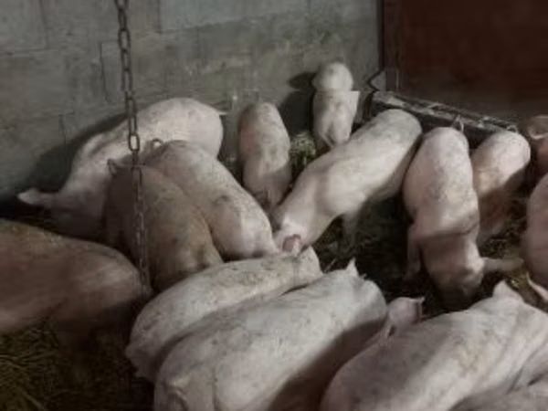 Babi hutan, Pigs